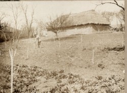 Фотография. Подрезка молодого сада в Ставропольской психиатрической колонии. 1930-е гг. Из фотоальбома главного врача А.Я. Доршта 1939 г.